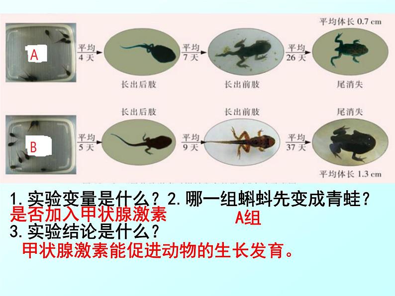 初中生物七下第四节 激素调节 课件（33张PPT）第4页