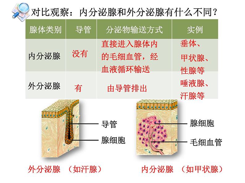 初中生物七下第四节 激素调节 课件（33张PPT）第8页