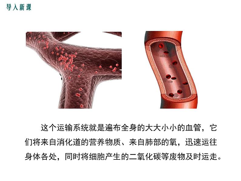 第二节 血流的管道——血管第3页