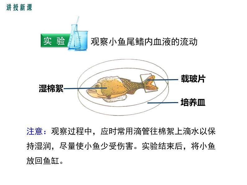 第二节 血流的管道——血管第6页