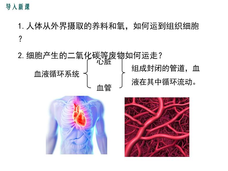 第一节 流动的组织——血液 课件02