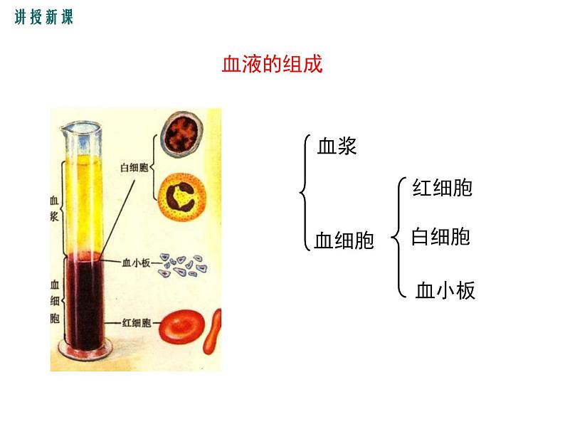 第一节 流动的组织——血液 课件06