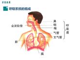 第一节 呼吸道对空气的处理 课件