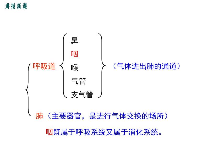 第一节 呼吸道对空气的处理 课件05