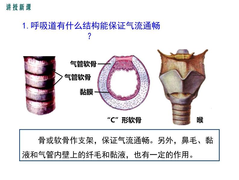 第一节 呼吸道对空气的处理 课件07