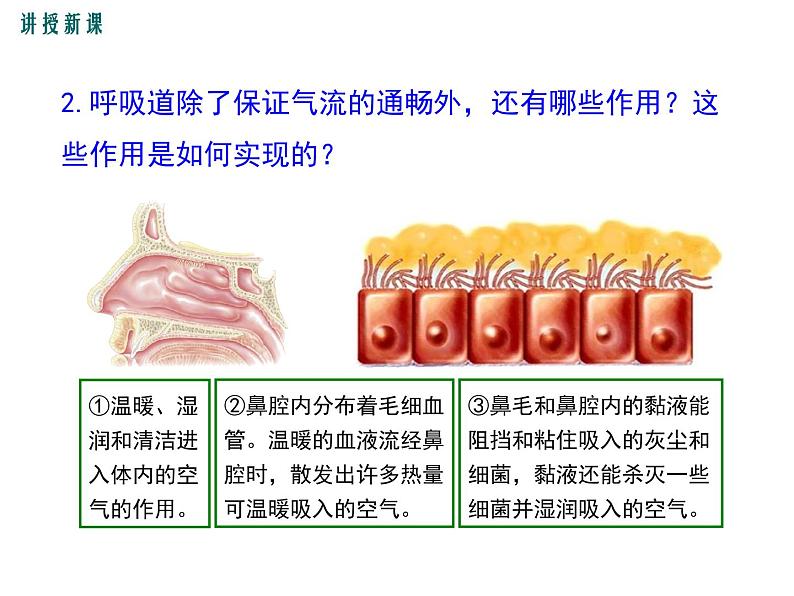 第一节 呼吸道对空气的处理 课件08