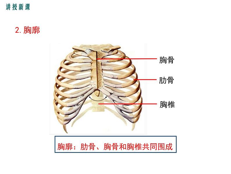 第二节 发生在肺内的气体交换第6页