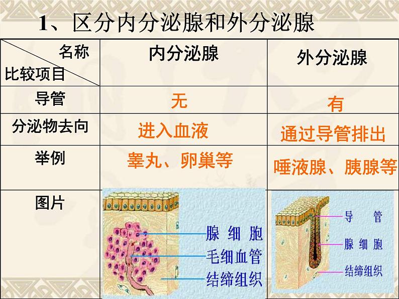 人教版 七下 4.6.4 激素调节 课件 （31张PPT）05