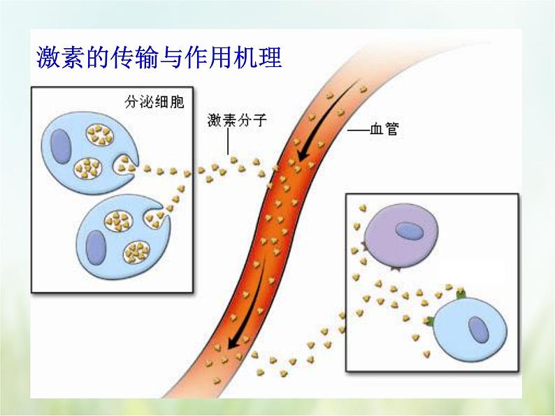 人教版 七下 4.6.4 激素调节  课件（22张PPT）第6页