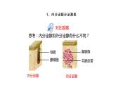 人教版（新课标）生物七年级下册 6.4《激素调节》课件