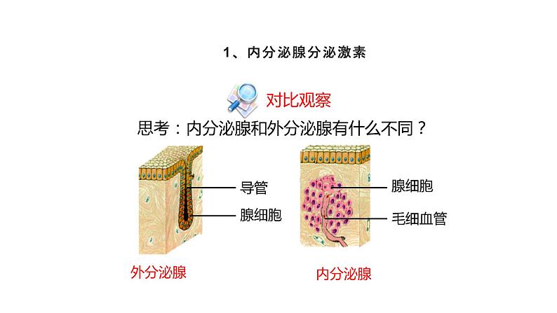 人教版（新课标）生物七年级下册 6.4《激素调节》课件第4页