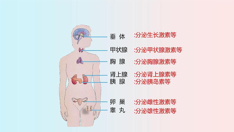 人教版（新课标）生物七年级下册 6.4《激素调节》课件第6页