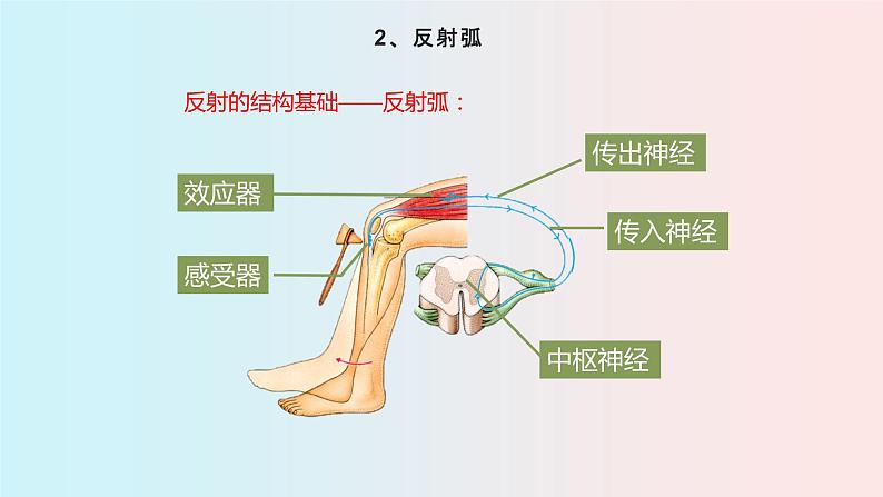 人教版七年级生物下册6.3《神经调节的基本方式》PPT课件08