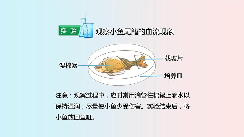 人教版七年级生物下册4.2《血流的管道—血管》PPT课件06