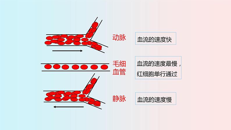 人教版七年级生物下册4.2《血流的管道—血管》PPT课件08