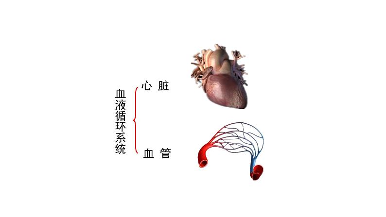 人教版七年级生物下册4.3《输送血液的泵—心脏》PPT课件04