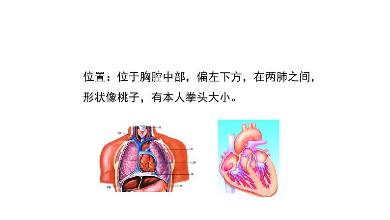 人教版七年级生物下册4.3《输送血液的泵—心脏》PPT课件05