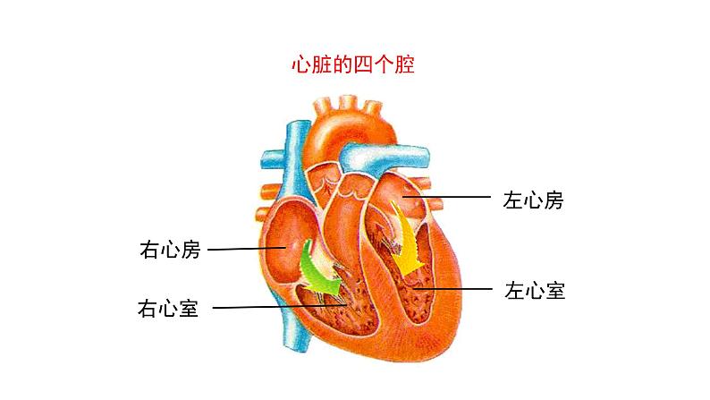 人教版七年级生物下册4.3《输送血液的泵—心脏》PPT课件07