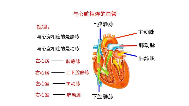 人教版七年级生物下册4.3《输送血液的泵—心脏》PPT课件08