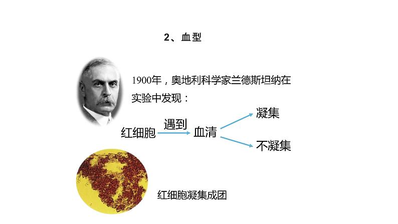 人教版七年级生物下册4.4《输血与血型》PPT课件07