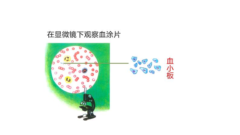 人教版七年级生物下册4.1《流动的组织—血液》PPT课件07