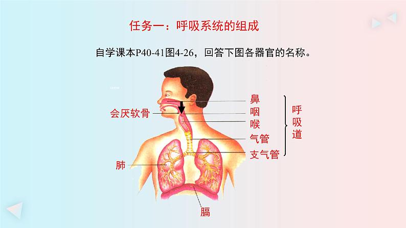 人教版七年级生物下册3.1《呼吸道对空气的处理》PPT课件第6页