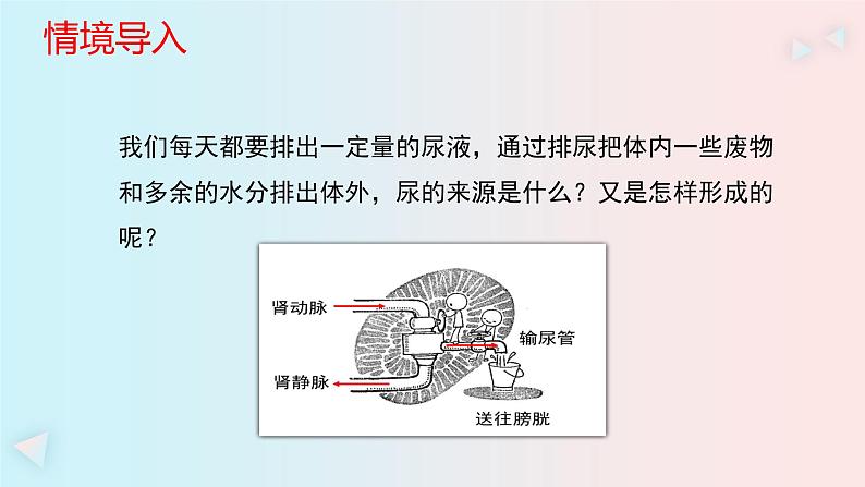 人教版七年级生物下册《第五章  人体内废物的排出》PPT课件01