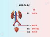 人教版七年级生物下册《第五章  人体内废物的排出》PPT课件