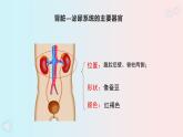 人教版七年级生物下册《第五章  人体内废物的排出》PPT课件