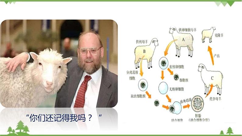 7.2.1 基因控制生物的性状（同步课件）-2020-2021学年八年级下册生物（人教版）05