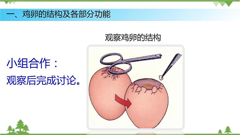 7.1.4 鸟的生殖和发育（同步课件）-2020-2021学年八年级下册生物（人教版）06