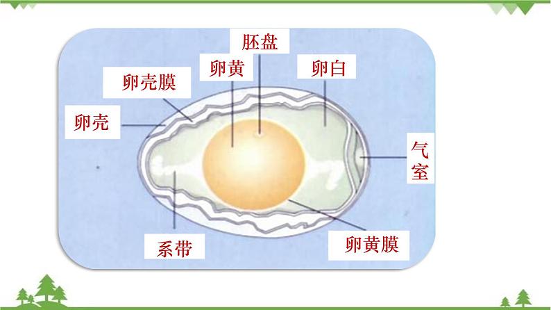 7.1.4 鸟的生殖和发育（同步课件）-2020-2021学年八年级下册生物（人教版）07