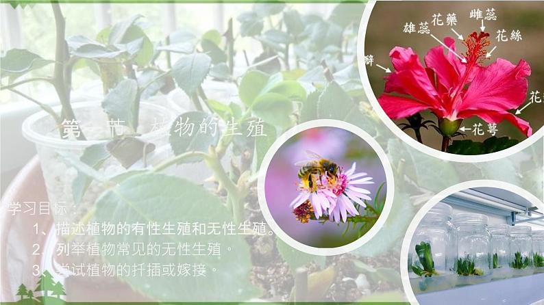 7.1.1 植物的生殖（同步课件）-2020-2021学年八年级下册生物（人教版）02