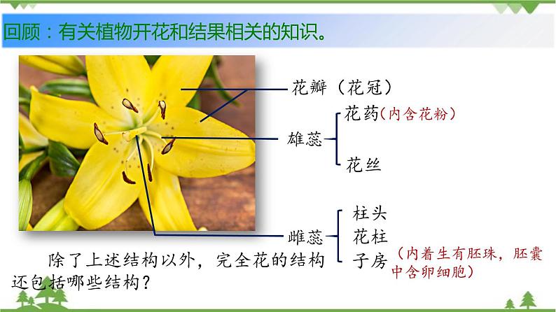 7.1.1 植物的生殖（同步课件）-2020-2021学年八年级下册生物（人教版）03