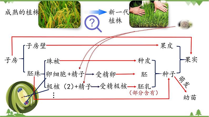 7.1.1 植物的生殖（同步课件）-2020-2021学年八年级下册生物（人教版）04