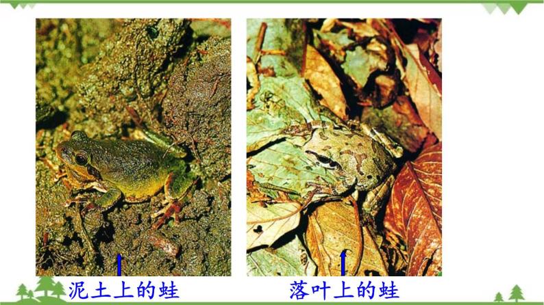 7.3.3 生物进化的原因（同步课件）-2020-2021学年八年级下册生物（人教版）06