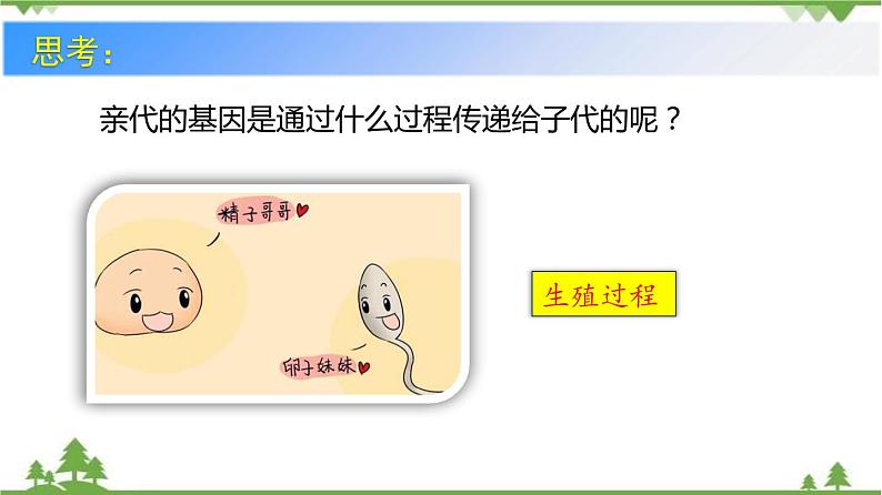 7.2.2 基因在亲子代间的传递（同步课件）-2020-2021学年八年级下册生物（人教版）第4页