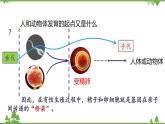 7.2.2 基因在亲子代间的传递（同步课件）-2020-2021学年八年级下册生物（人教版）