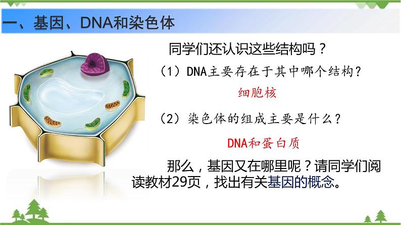 7.2.2 基因在亲子代间的传递（同步课件）-2020-2021学年八年级下册生物（人教版）06