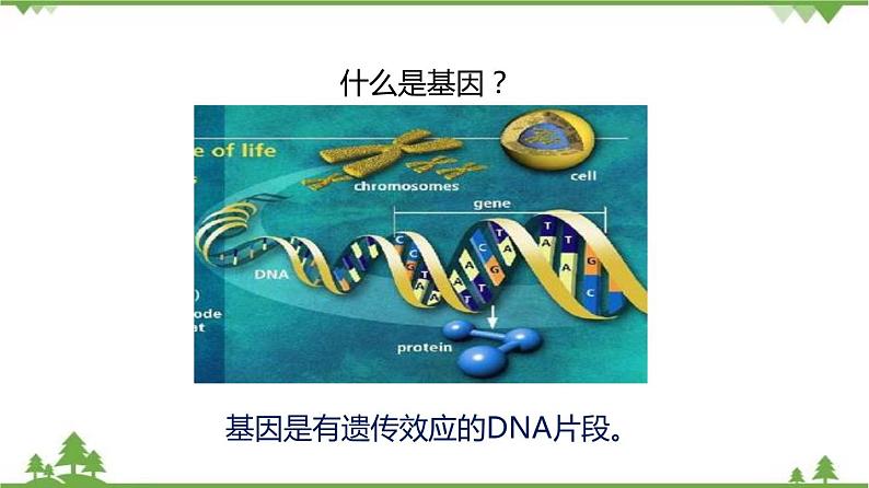 7.2.2 基因在亲子代间的传递（同步课件）-2020-2021学年八年级下册生物（人教版）07