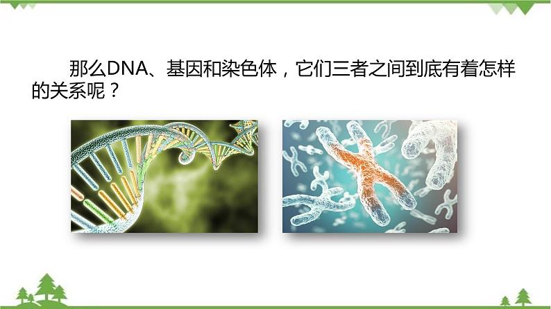 7.2.2 基因在亲子代间的传递（同步课件）-2020-2021学年八年级下册生物（人教版）08