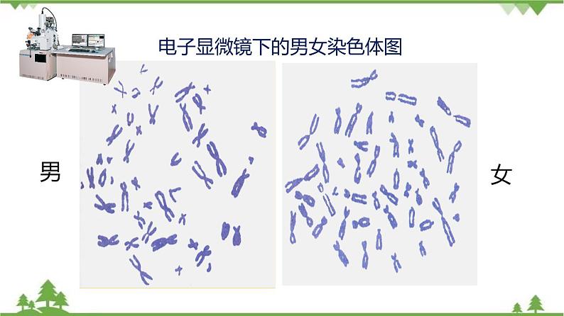 7.2.4 人的性别遗传（同步课件）-2020-2021学年八年级下册生物（人教版）05