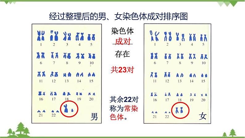 7.2.4 人的性别遗传（同步课件）-2020-2021学年八年级下册生物（人教版）06