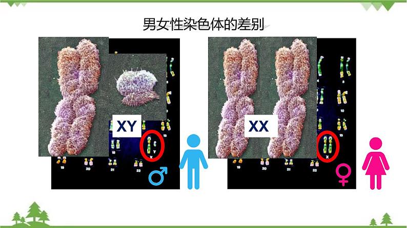 7.2.4 人的性别遗传（同步课件）-2020-2021学年八年级下册生物（人教版）07