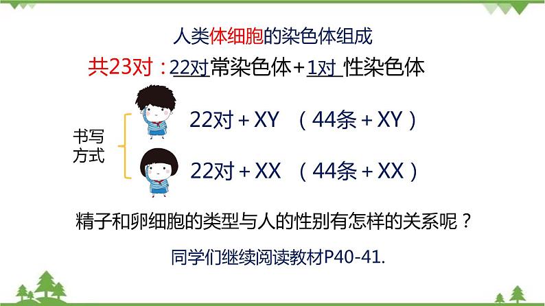 7.2.4 人的性别遗传（同步课件）-2020-2021学年八年级下册生物（人教版）08