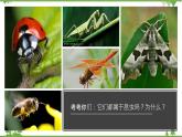 7.1.2 昆虫的生殖和发育（同步课件）-2020-2021学年八年级下册生物（人教版）