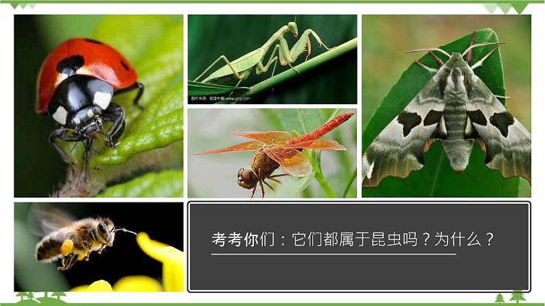 7.1.2 昆虫的生殖和发育（同步课件）-2020-2021学年八年级下册生物（人教版）03