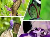 7.1.2 昆虫的生殖和发育（同步课件）-2020-2021学年八年级下册生物（人教版）