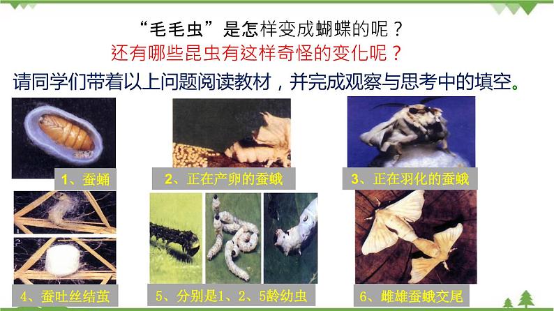 7.1.2 昆虫的生殖和发育（同步课件）-2020-2021学年八年级下册生物（人教版）07