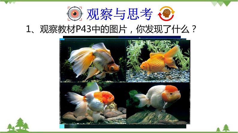 7.2.5 生物的变异（同步课件）-2020-2021学年八年级下册生物（人教版）第5页